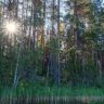 Минлесхоз Беларуси снимает ограничения на посещение лесных массивов