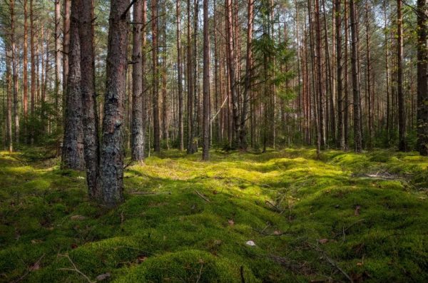 Беларусь снимает запрет на прогулки в лесах: где гулять и как избежать пожаров