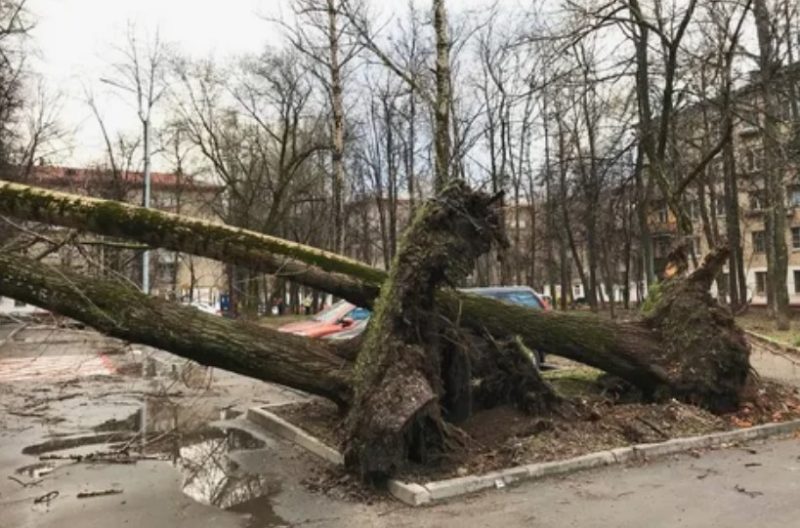 Ураган в Гомеле повалил более 140 деревьев и повредил автомобили