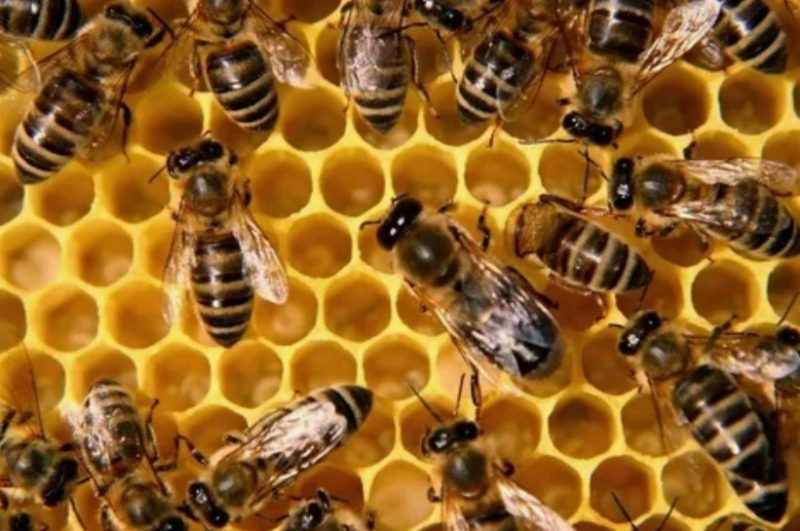 Китайские ученые научились управлять полетом пчел дистанционно