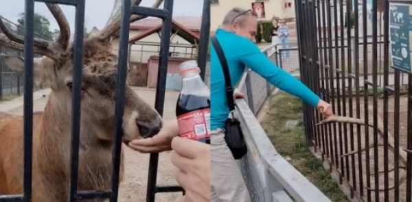Задержали мужчин, которые напоили оленя газировкой в Минском зоопарке