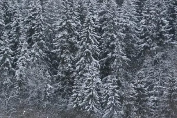 Климат вытесняет ели из белорусских лесов