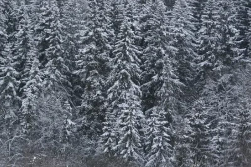 Климат вытесняет ели из белорусских лесов