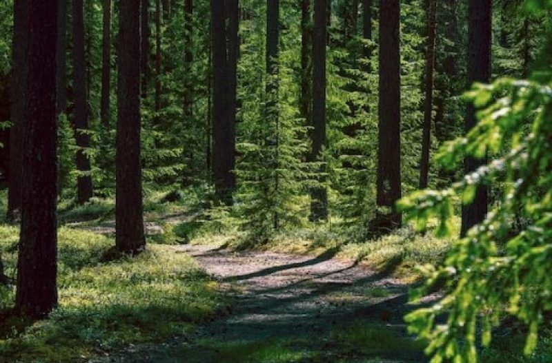 В Минске хотят штрафовать на 2250 рублей за мусор в парках и лесах