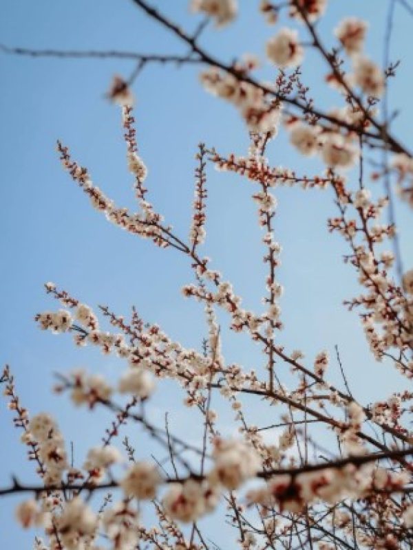Март переписывает климатические правила: в двух городах Беларуси осадков не было совсем