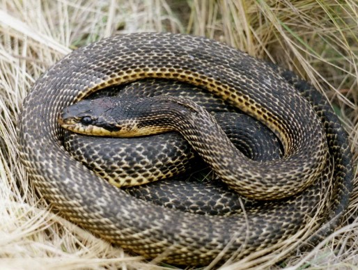 Снежная зима открывает дорогу двухметровым полозам в Беларуси